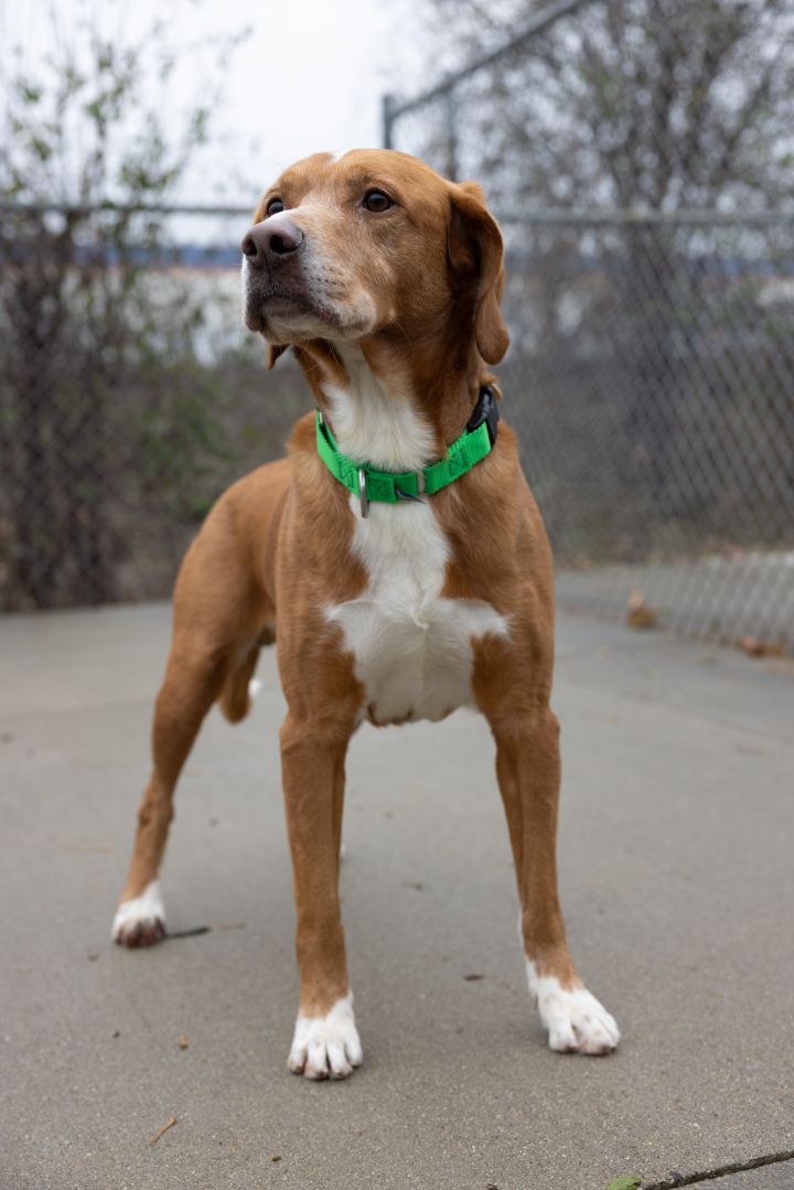 Sweet Boy, an adopted Hound & Labrador Retriever Mix in Naperville, IL_image-3