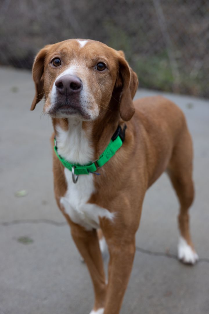 Sweet Boy, an adopted Hound & Labrador Retriever Mix in Naperville, IL_image-4