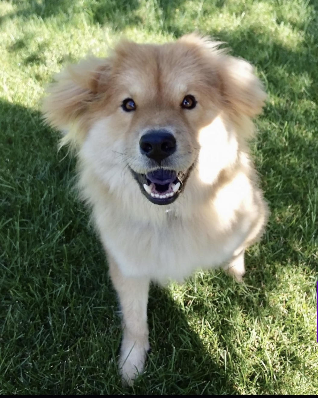 Kibbles, an adoptable Chow Chow, Golden Retriever in Westlake, OH, 44145 | Photo Image 2