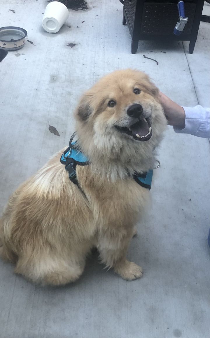 Chow chow outlet and golden retriever