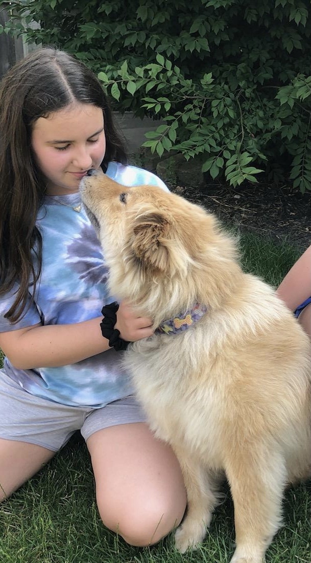 Kibbles, an adoptable Chow Chow, Golden Retriever in Westlake, OH, 44145 | Photo Image 4