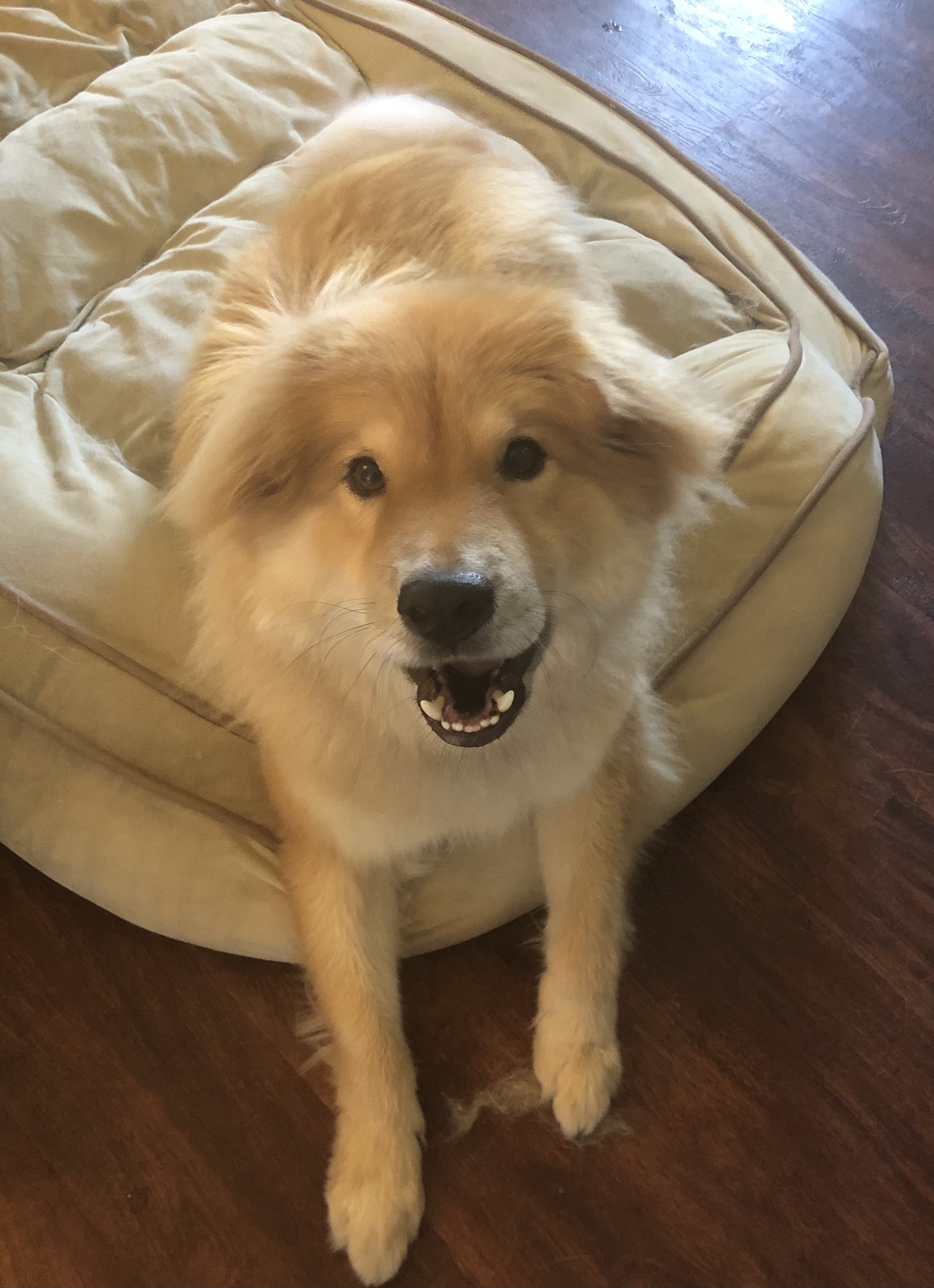 Kibbles, an adoptable Chow Chow, Golden Retriever in Westlake, OH, 44145 | Photo Image 5