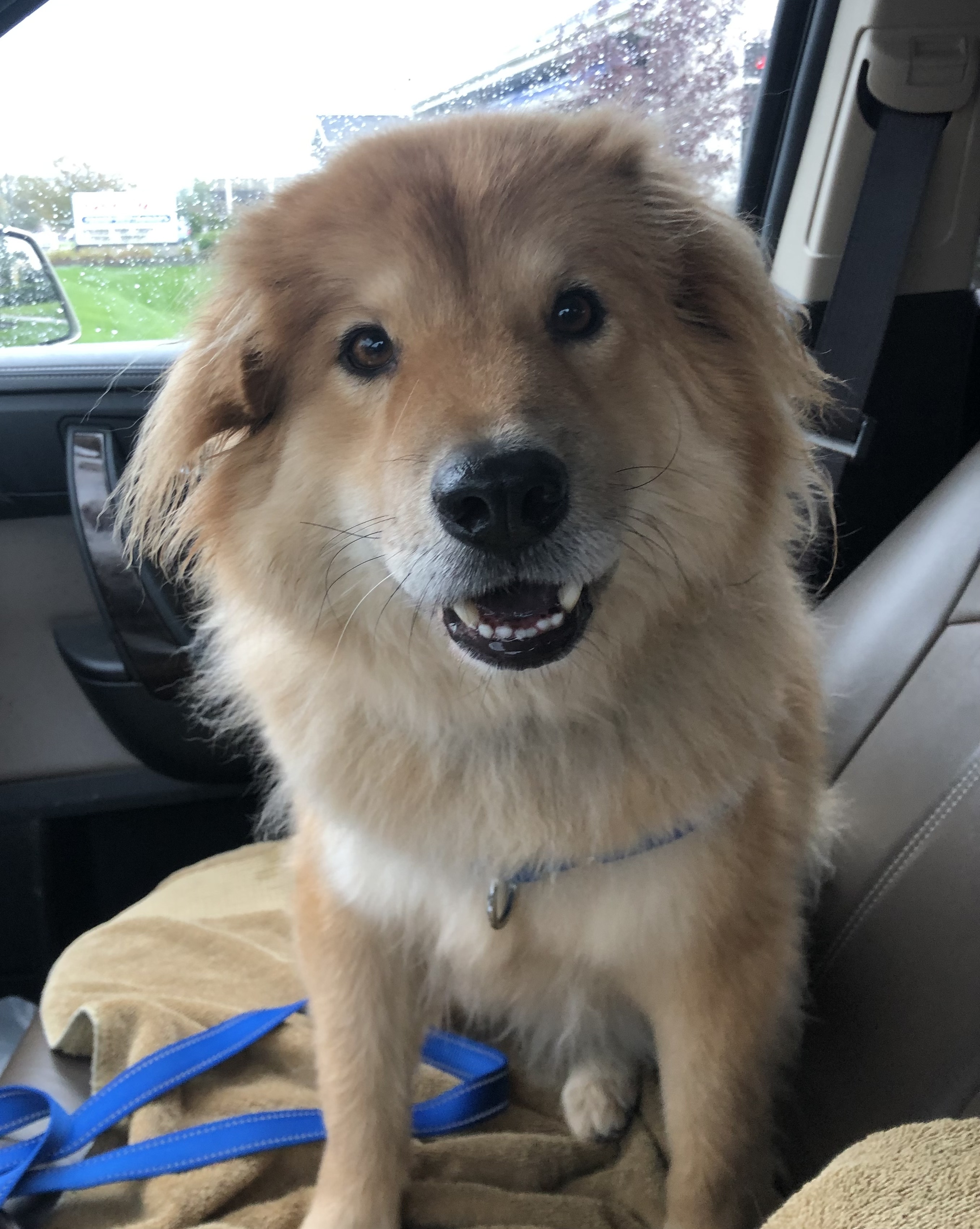 Kibbles, an adoptable Chow Chow, Golden Retriever in Westlake, OH, 44145 | Photo Image 6