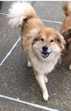 Golden retriever chow mix sales puppy