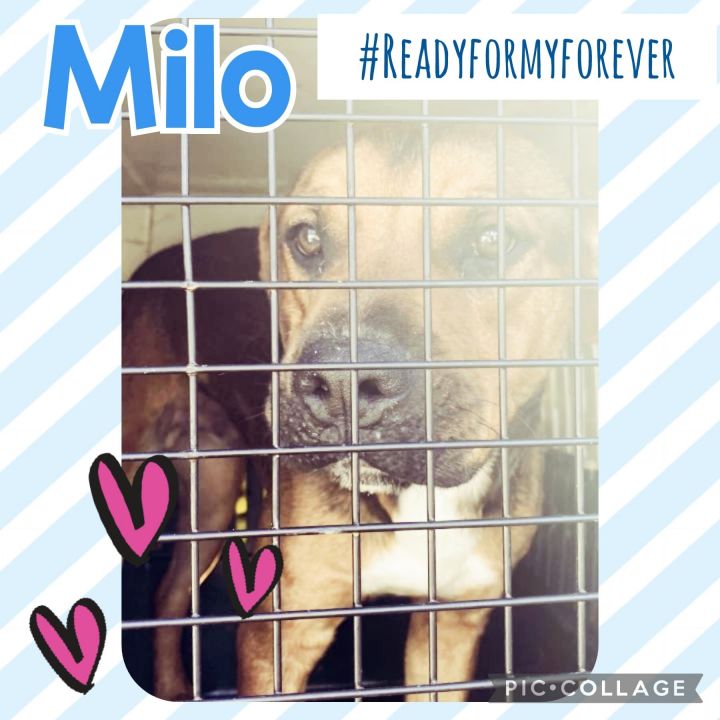 Milo, an adoptable Beagle & Pit Bull Terrier Mix in Sumter, SC_image-2