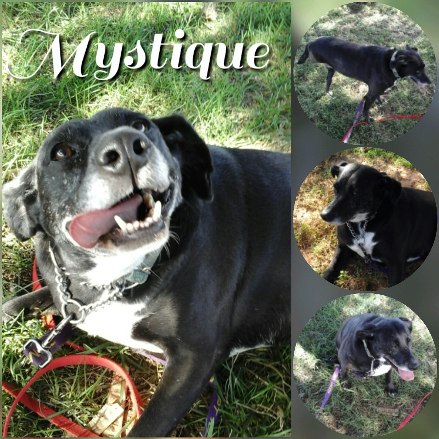 Mystique, an adoptable Mountain Cur, Collie in Ashdown, AR, 71822 | Photo Image 1