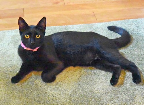 Mustang Sally, an adoptable Domestic Short Hair Mix in Springfield, OR_image-1