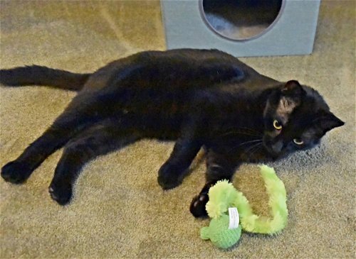 Sarge, an adoptable Domestic Short Hair Mix in Springfield, OR_image-3