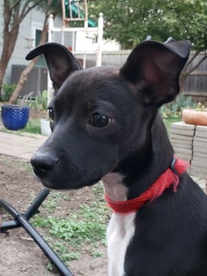 WONTON (Female Austin)