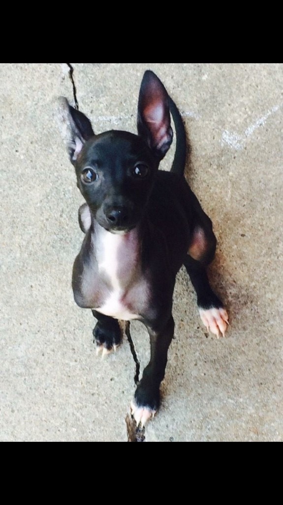 WONTON (Female Austin), an adopted Italian Greyhound & Boston Terrier Mix in Austin, TX_image-3