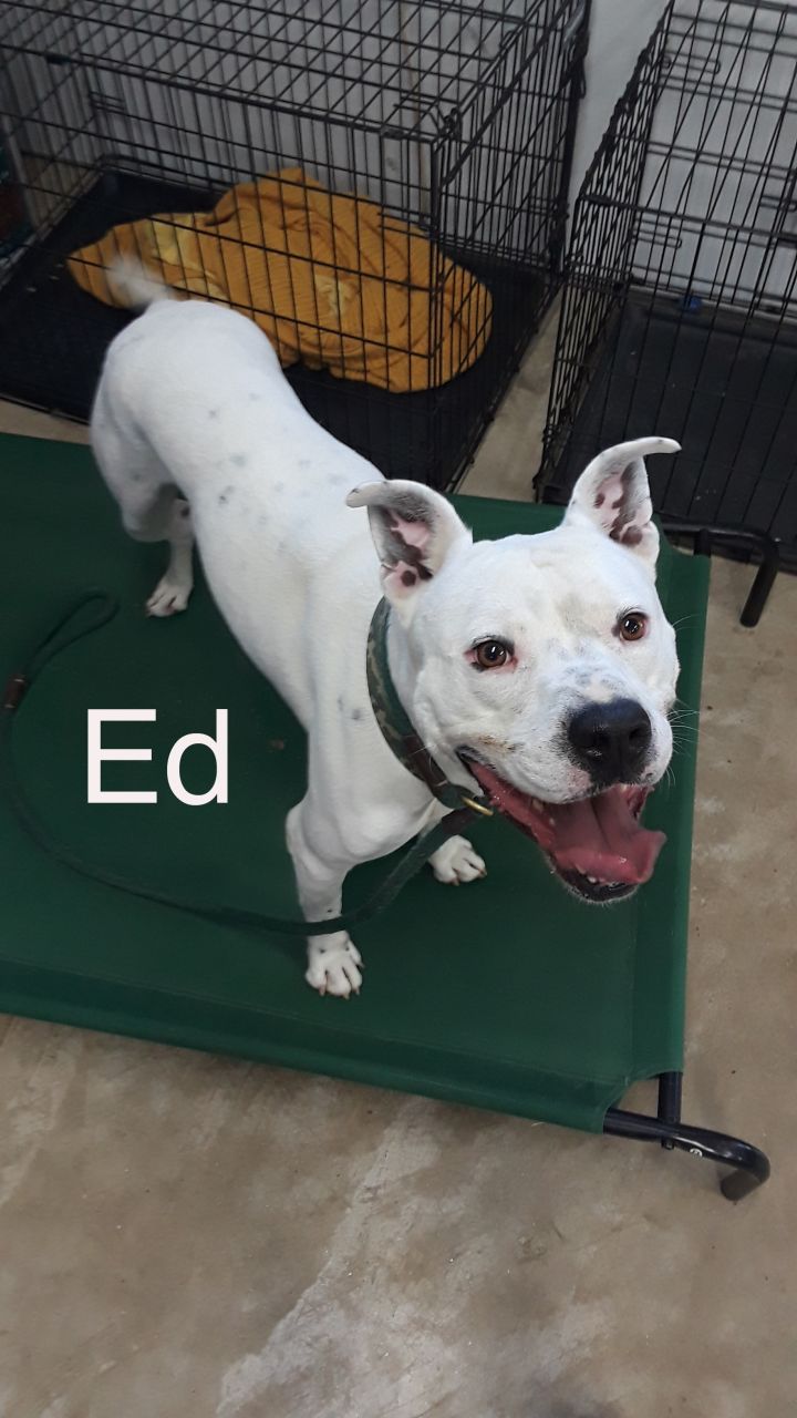 Ed, an adopted Dogo Argentino Mix in Sumter, SC_image-2