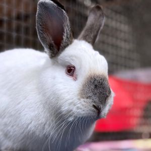 Khaleesi, Senior Female unknown