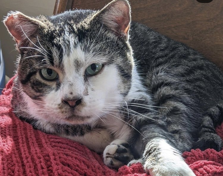 Chief, an adoptable Domestic Short Hair in los angeles, CA, 90046 | Photo Image 2