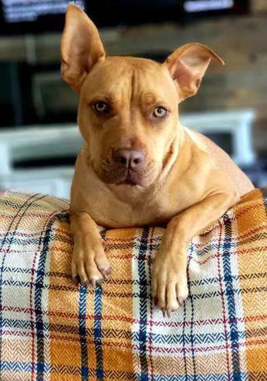 Tula, an adoptable American Staffordshire Terrier in Saint Augustine, FL, 32086 | Photo Image 1