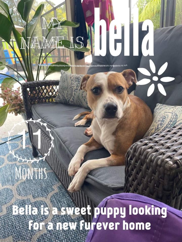 Bella, an adoptable American Staffordshire Terrier Mix in Saint Augustine, FL_image-2