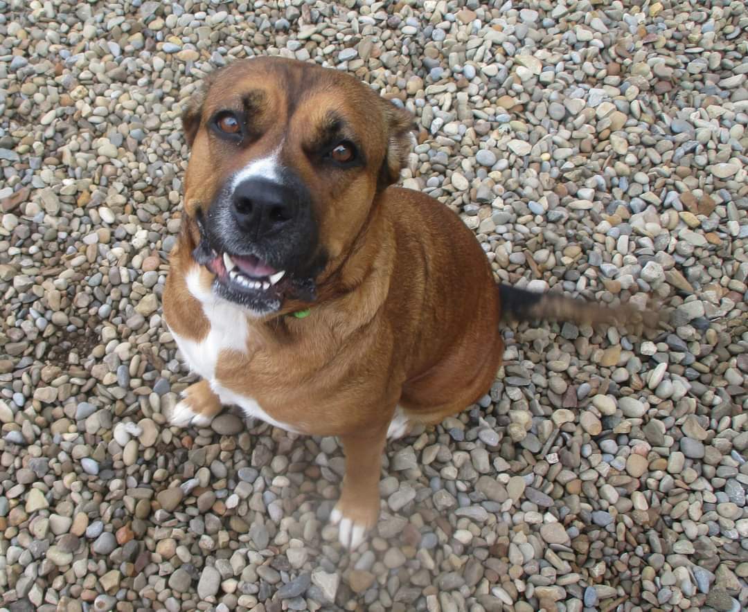 Roxy, an adoptable Boxer, Shepherd in Ashland, OH, 44805 | Photo Image 2