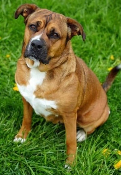 Roxy, an adoptable Boxer, Shepherd in Ashland, OH, 44805 | Photo Image 1