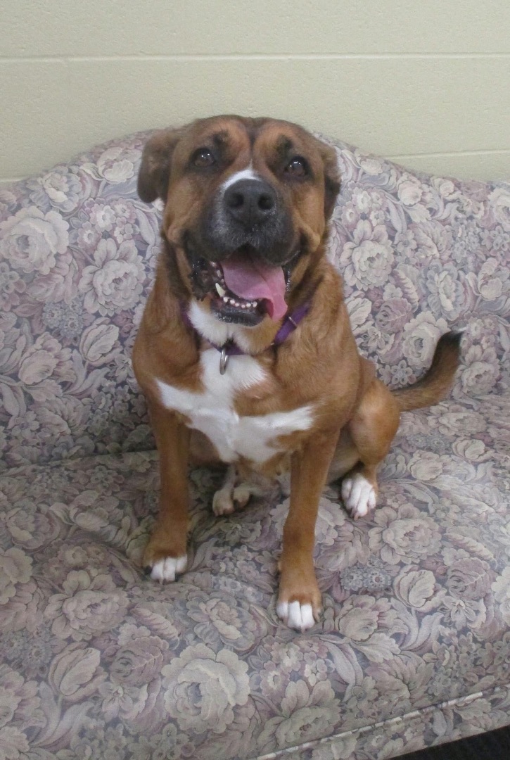 Roxy, an adoptable Boxer, Shepherd in Ashland, OH, 44805 | Photo Image 3