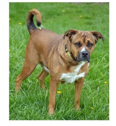 Roxy, an adoptable Boxer, Shepherd in Ashland, OH, 44805 | Photo Image 4