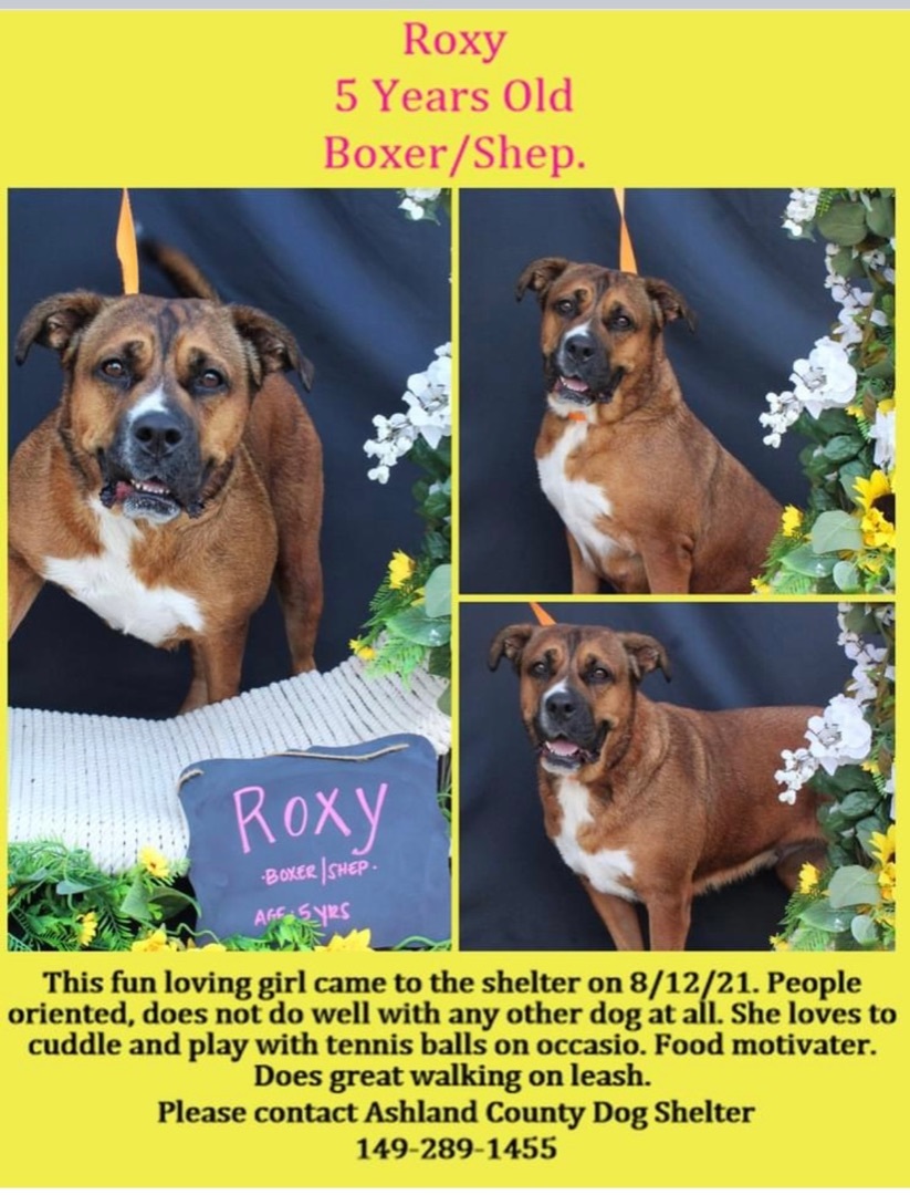 Roxy, an adoptable Boxer, Shepherd in Ashland, OH, 44805 | Photo Image 5