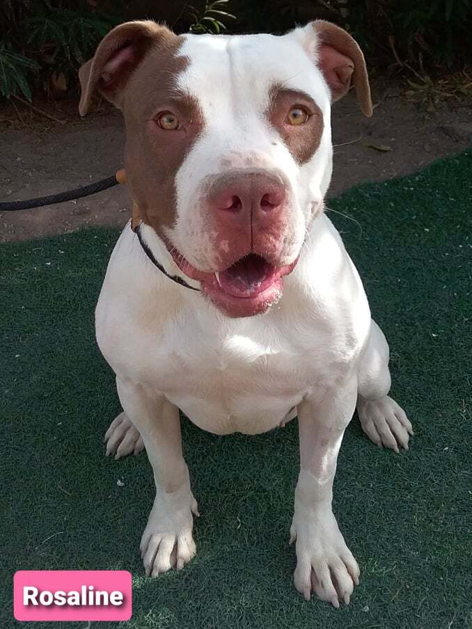 Rosaline, an adoptable Pit Bull Terrier in Las Vegas, NV, 89136 | Photo Image 4