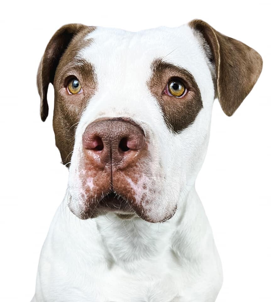 Rosaline, an adoptable Pit Bull Terrier in Las Vegas, NV, 89136 | Photo Image 1