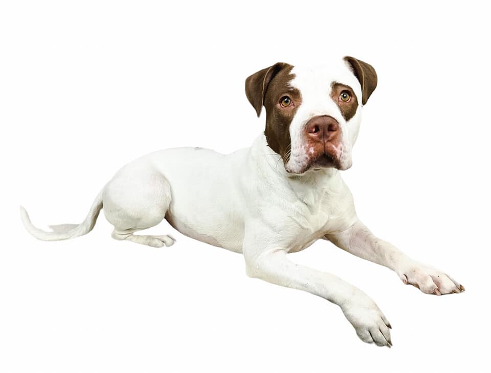 Rosaline, an adoptable Pit Bull Terrier in Las Vegas, NV, 89136 | Photo Image 5
