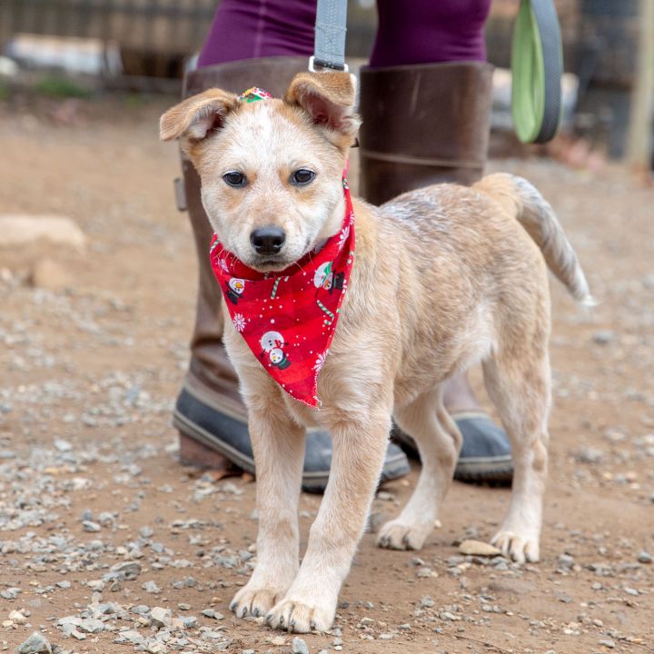 Cindy, an adopted Australian Cattle Dog / Blue Heeler Mix in West Grove, PA_image-5