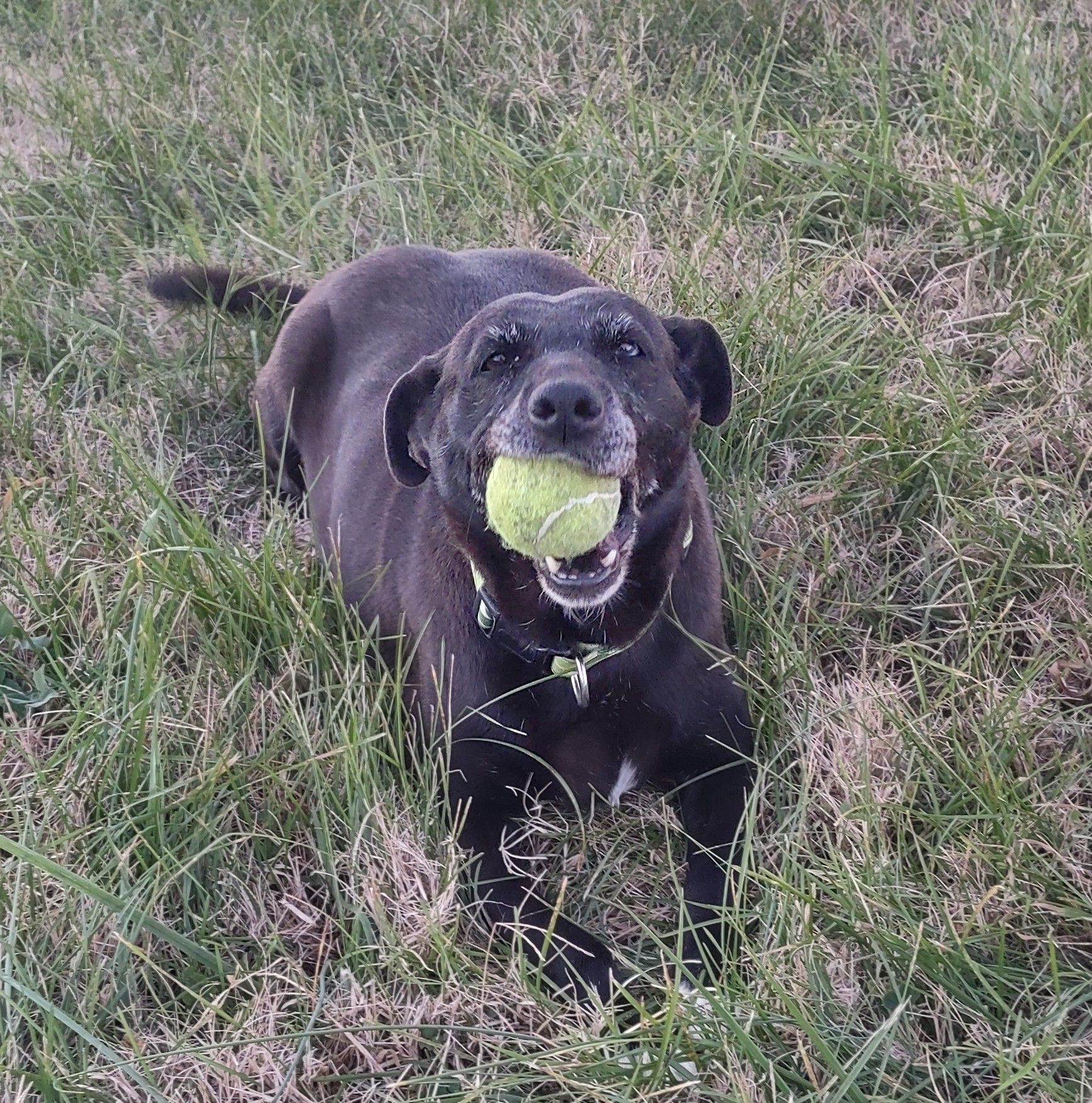 Casper, an adoptable Black Labrador Retriever in Blytheville, AR, 72315 | Photo Image 1