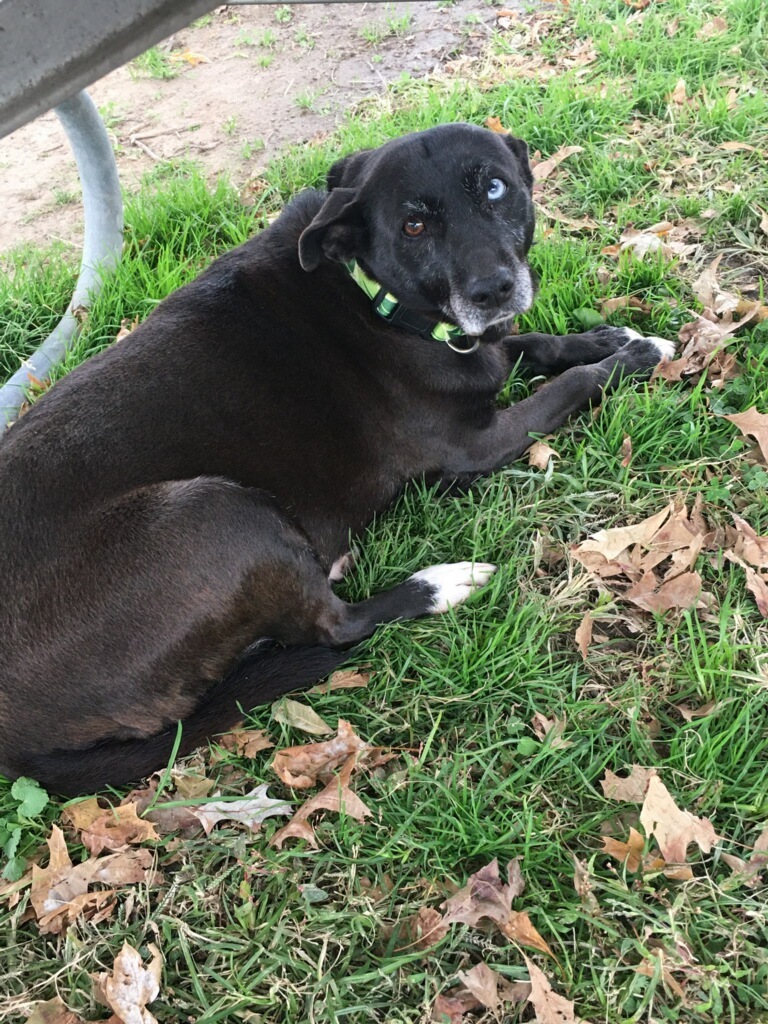 Casper, an adoptable Black Labrador Retriever in Blytheville, AR, 72315 | Photo Image 3