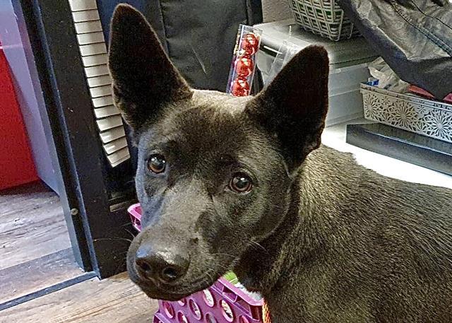 TOAST, an adoptable Australian Cattle Dog / Blue Heeler, Mixed Breed in Albuquerque, NM, 87112 | Photo Image 1