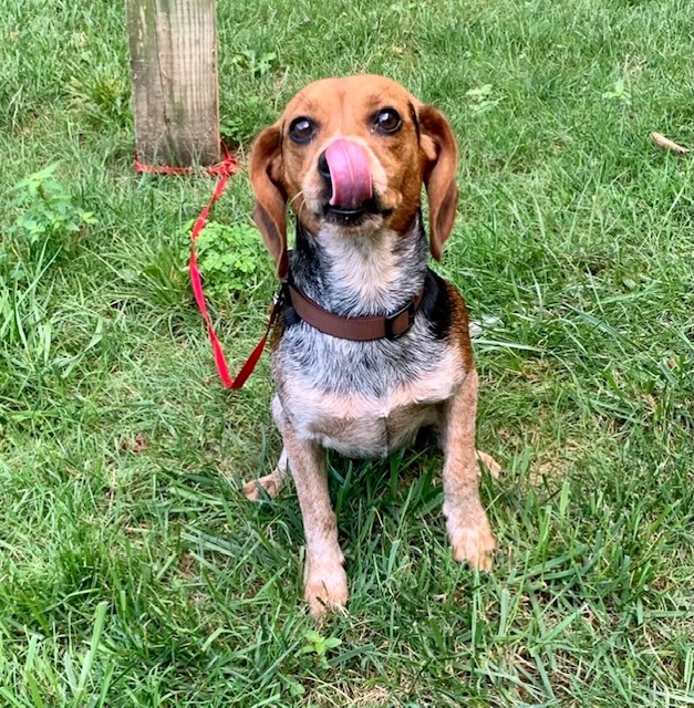 Penelope, an adopted Beagle & Hound Mix in Cincinnati, OH_image-2