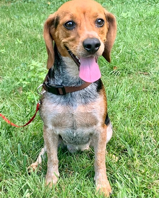 Penelope, an adopted Beagle & Hound Mix in Cincinnati, OH_image-3