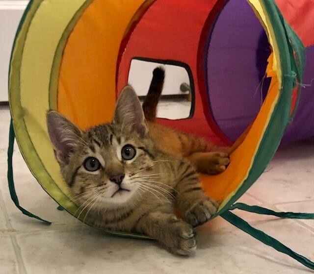 Birch, an adopted Tabby Mix in Minneapolis, MN_image-1