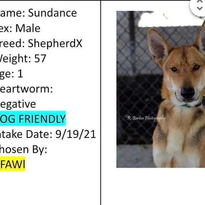 Sundance, an adoptable German Shepherd Dog in AQUEBOGUE, NY, 11931 | Photo Image 3
