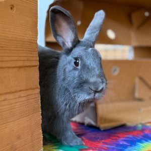 Thumper, Adult Male unknown