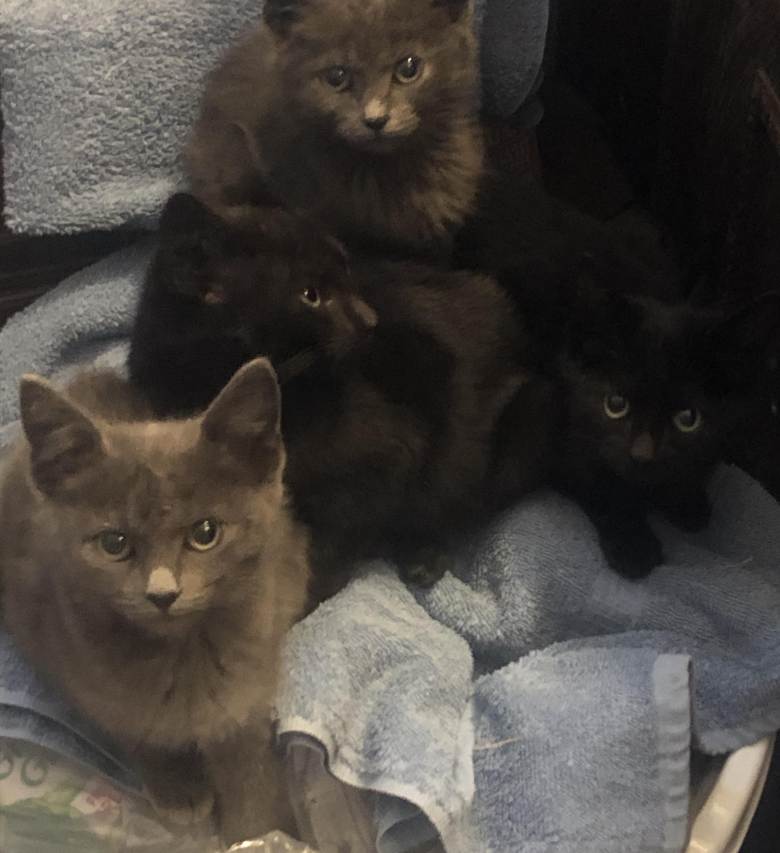 4  kittens , an adoptable American Shorthair, Domestic Long Hair in Clarksville, TX, 75426 | Photo Image 1