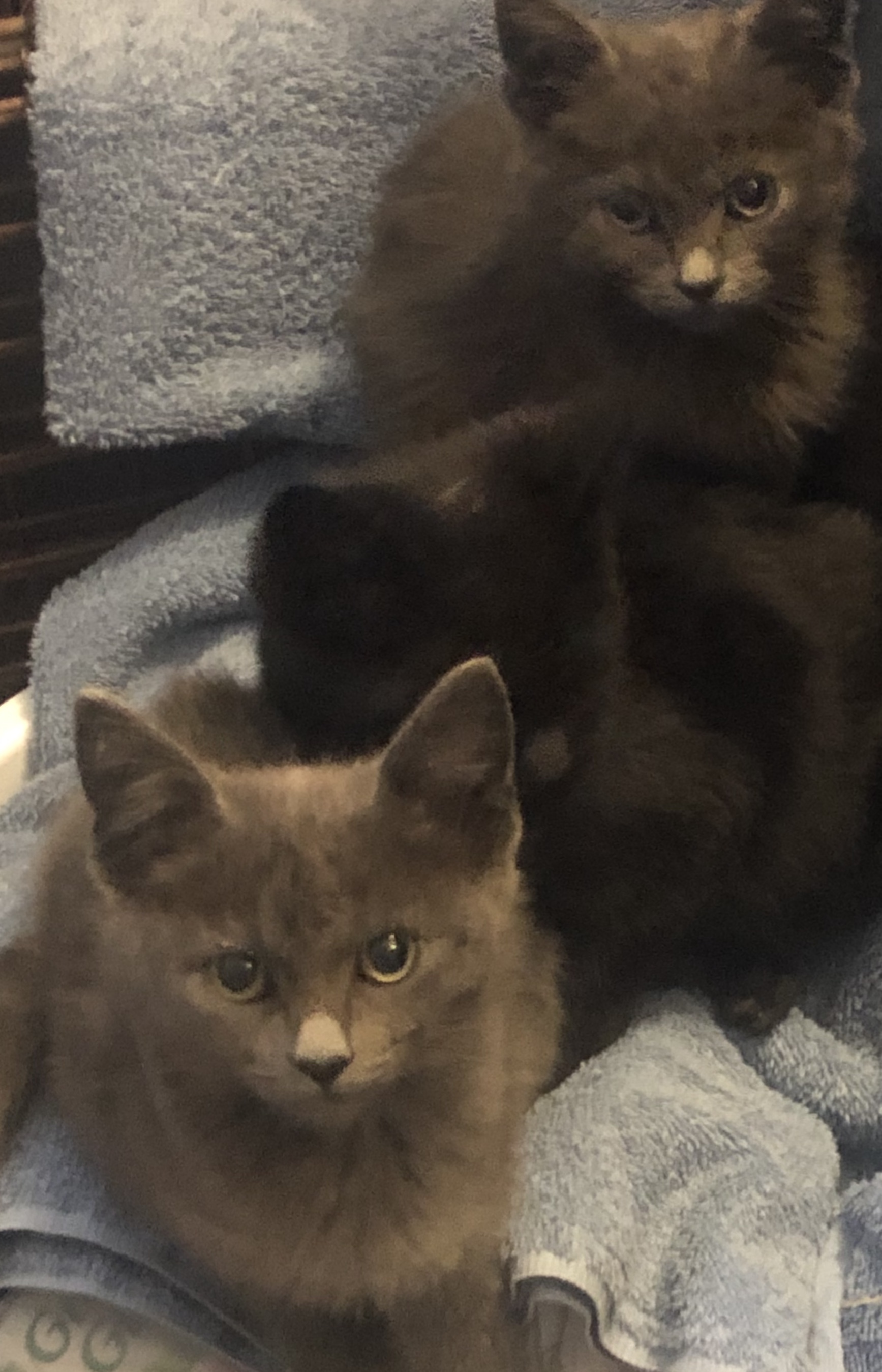 4  kittens 