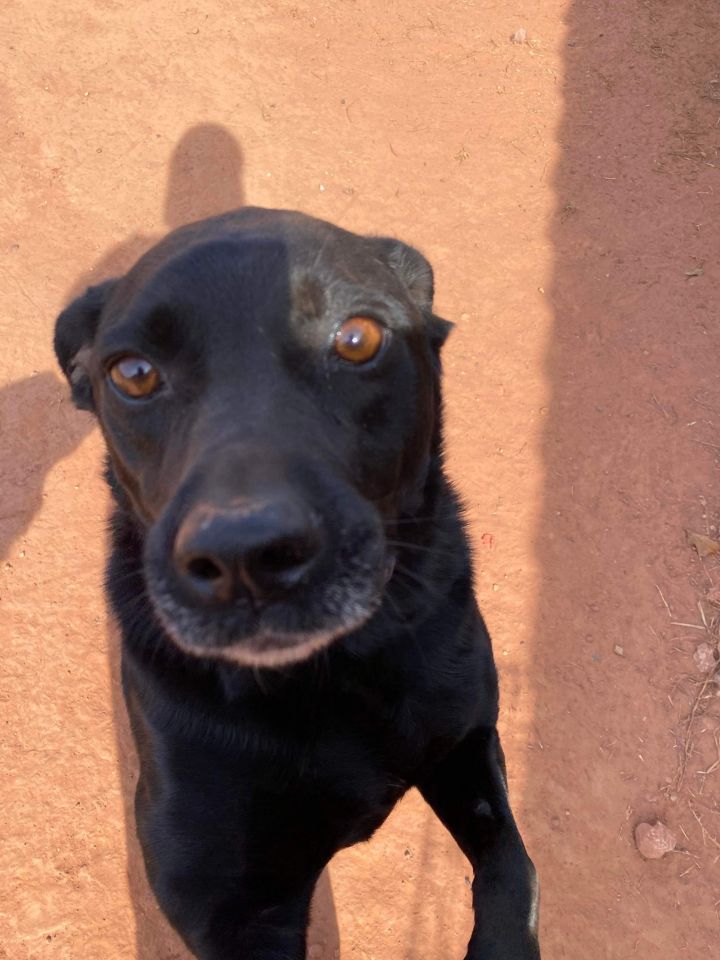 Boston terrier sale labrador retriever mix