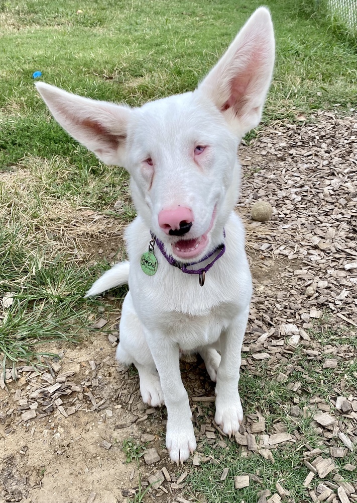 Dobby, an adoptable Australian Shepherd & Australian Cattle Dog / Blue Heeler Mix in Troy, IL_image-4