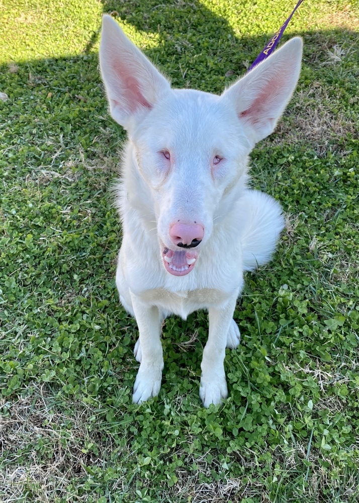 Dobby, an adoptable Australian Shepherd & Australian Cattle Dog / Blue Heeler Mix in Troy, IL_image-5
