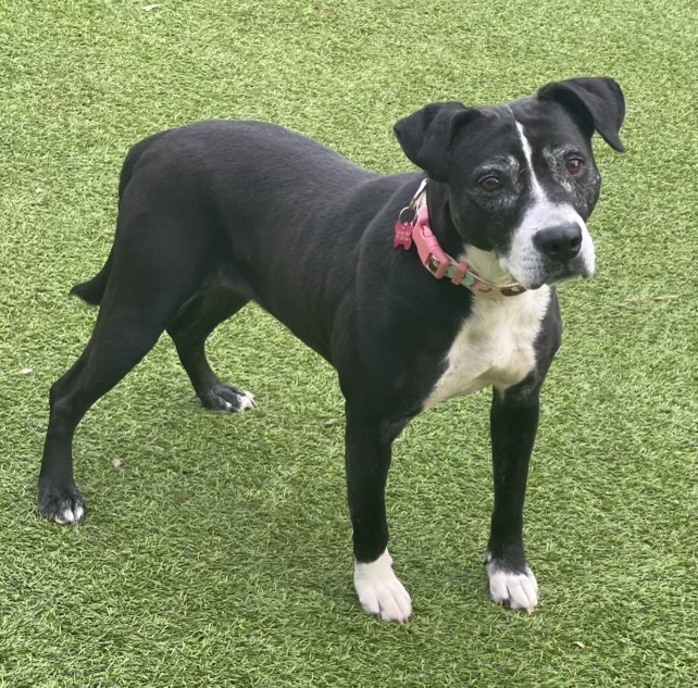 Panda, an adoptable Mixed Breed in Dunwoody, GA, 30338 | Photo Image 1