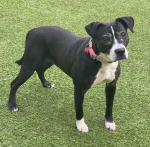 Panda Mixed Breed Dog