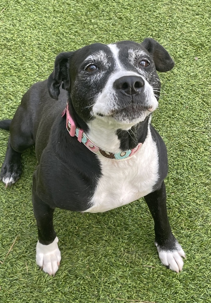 Panda, an adoptable Mixed Breed in Dunwoody, GA, 30338 | Photo Image 2