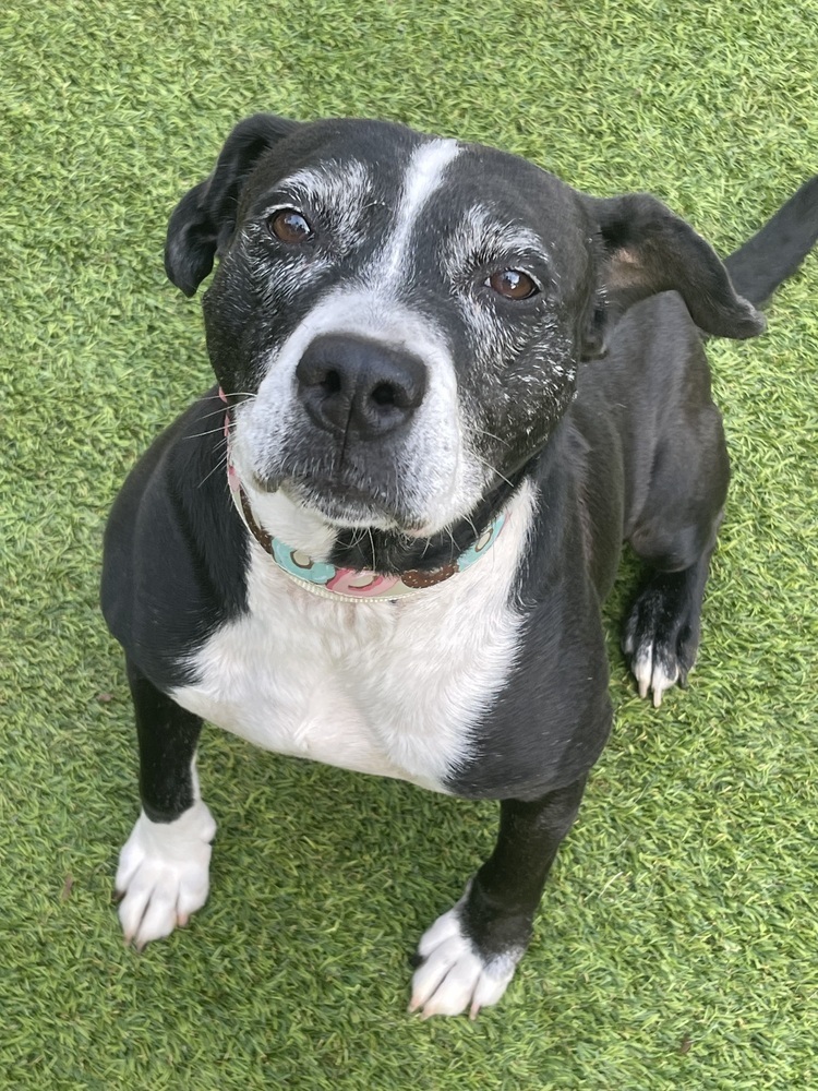 Panda, an adoptable Mixed Breed in Dunwoody, GA, 30338 | Photo Image 3