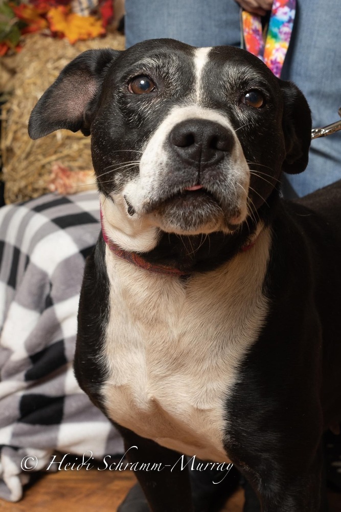 Panda, an adoptable Mixed Breed in Dunwoody, GA, 30338 | Photo Image 4