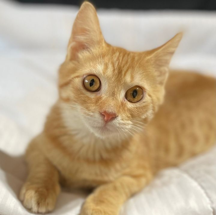 Cat for adoption Queso (A043566), a Domestic Short Hair