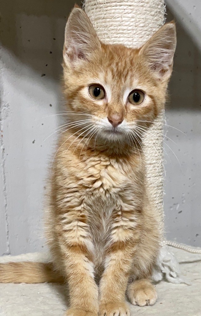 Cat for adoption Queso (A043566), a Domestic Short Hair