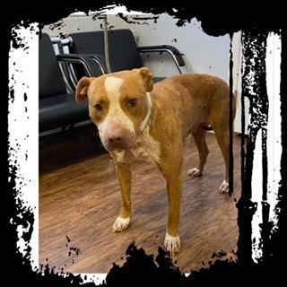 Rigsby, an adoptable Boxer in Wickenburg, AZ, 85390 | Photo Image 1