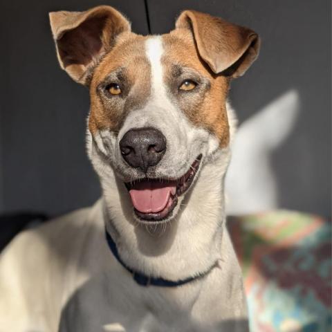 Lannister, an adoptable English Pointer in Kanab, UT, 84741 | Photo Image 1